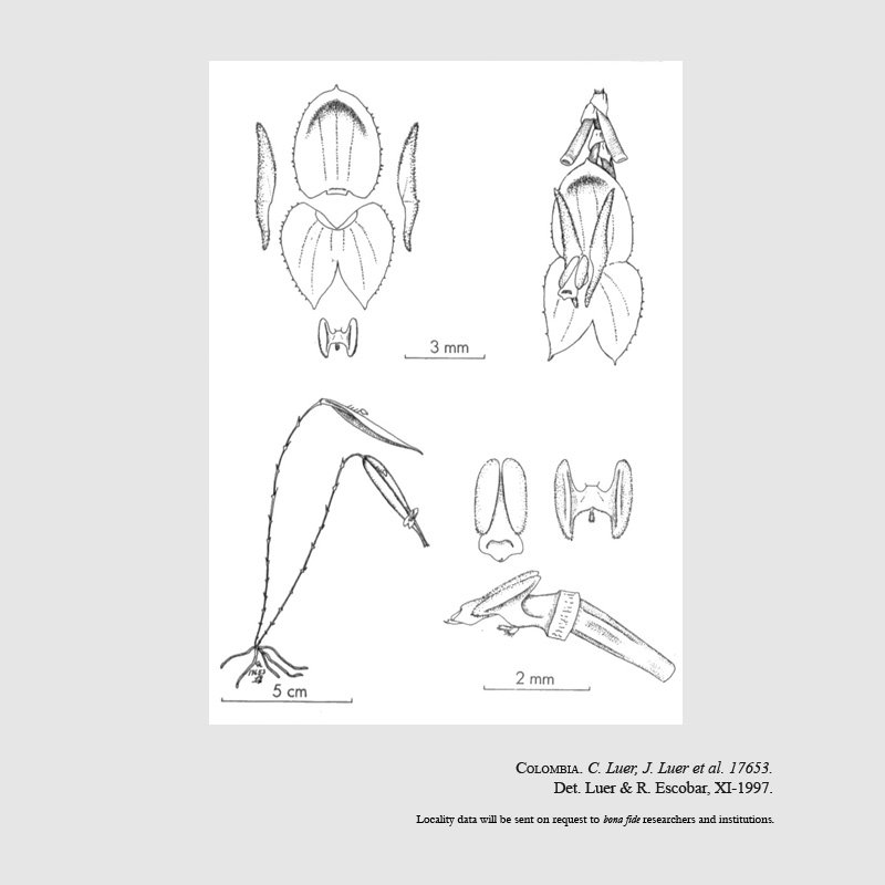 Lepanthes bipinnatula